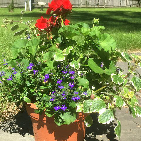 Potted Geraniums